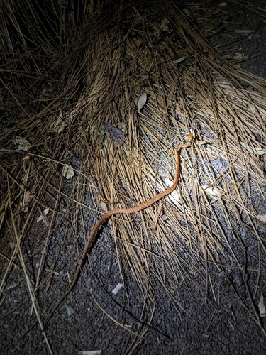 Brown Tree Snake sighting