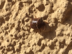 Diolcus chrysorrhoeus