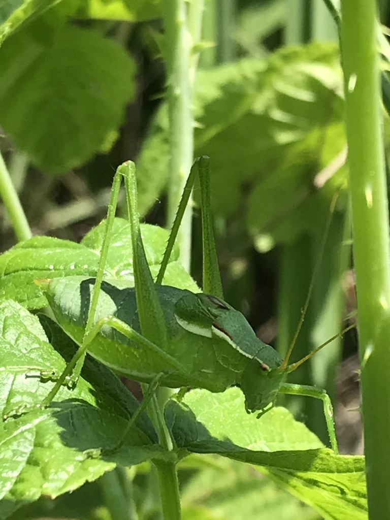Isophya costata