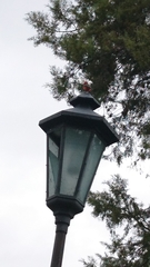 Pyrocephalus rubinus