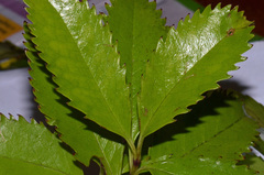 Ascarina lucida lucida