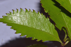 Ascarina lucida lucida