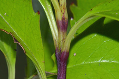 Ascarina lucida lucida