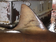 Carcharhinus brachyurus