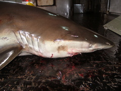 Carcharhinus brachyurus