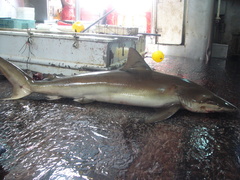 Carcharhinus brachyurus