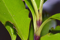 Ascarina lucida lucida
