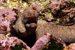 Gymnothorax porphyreus