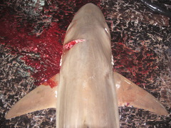 Carcharhinus brachyurus