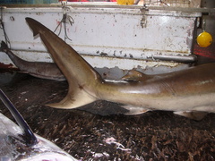 Carcharhinus brachyurus