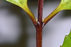 Ascarina lucida lucida
