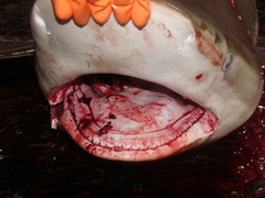 Carcharhinus brachyurus