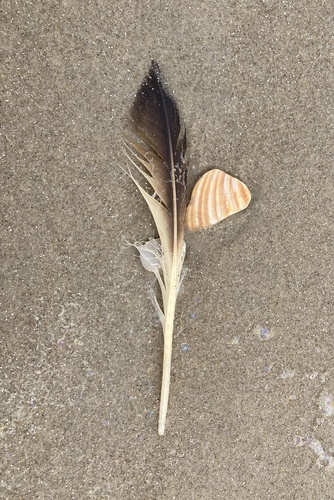 Plume de Fou de Bassan