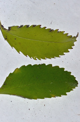 Ascarina lucida lucida
