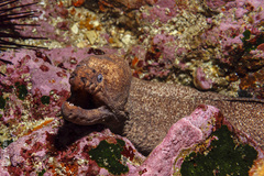Gymnothorax porphyreus