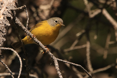 Leiothlypis ruficapilla image