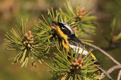 Setophaga magnolia image