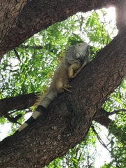 Iguana iguana