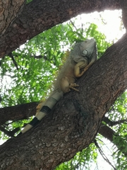 Iguana iguana