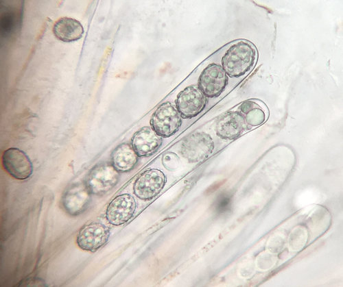 Scutellinia pennsylvanica image