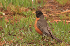 Turdus migratorius image