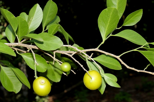Agonandra excelsa