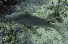 Lachnolaimus maximus