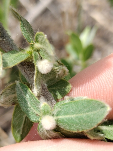 Image of Salix cordata by no rights reserved