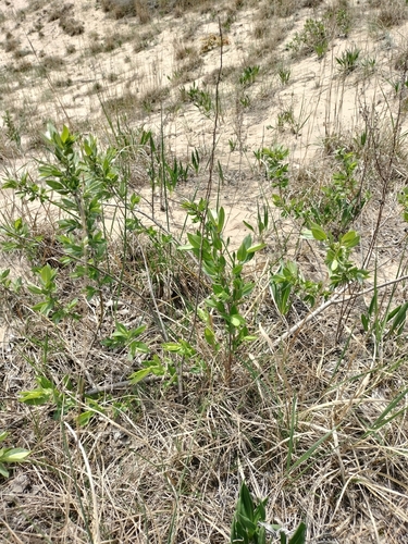 Image of Salix cordata by no rights reserved
