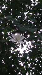 Bauhinia variegata