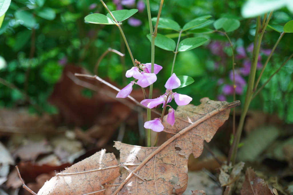 Indigofera kirilowii; photograph author not stated, no rights reserved