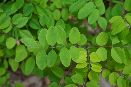 Image of Indigofera kirilowii by no rights reserved
