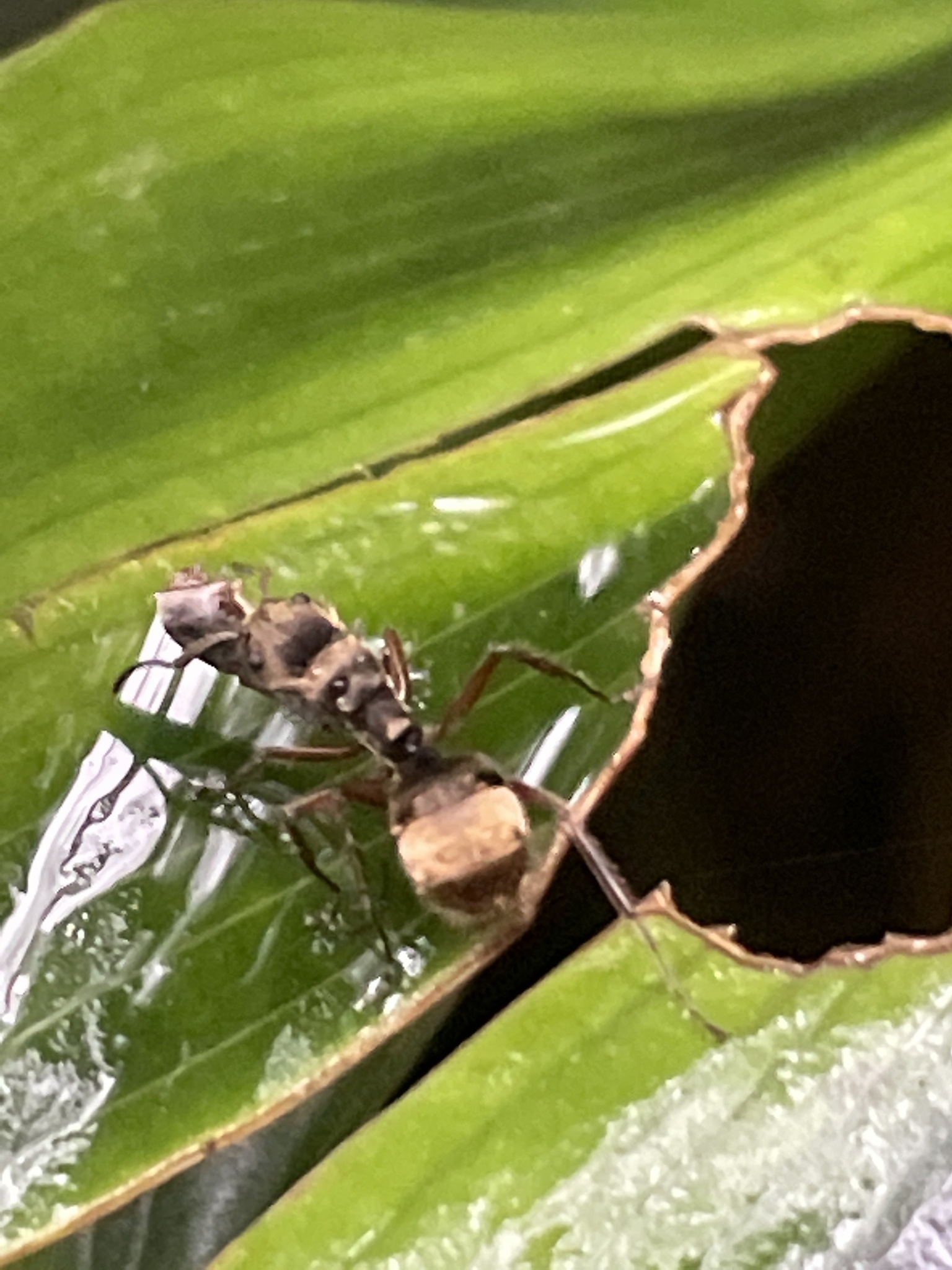 Dolichoderus curvilobus