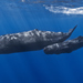 Sperm Whale - Photo (c) Gabriel Barathieu, some rights reserved (CC BY-SA)