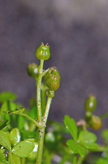 Azorella nitens