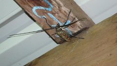 Batocera frenchi