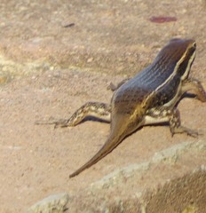 Trachylepis varia