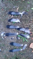 Columba livia domestica