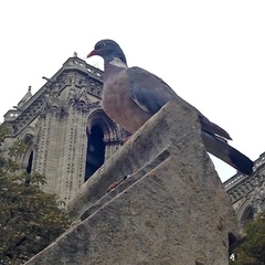 Columba palumbus