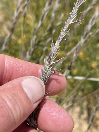 Creeping Wildrye