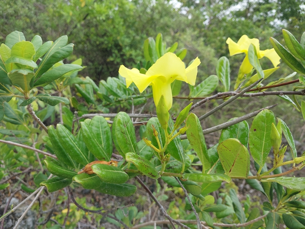 Hammock Viper'stail from North Caicos, TC on June 3, 2023 at 0358 PM by Stuart Cable. Shrub 2m