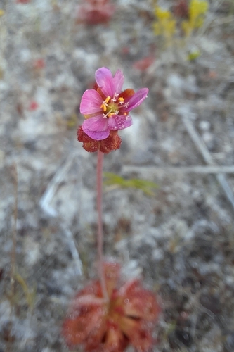 Drosera sessilifolia (Drosera sessilifolia)