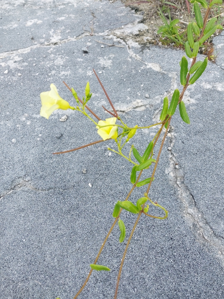 Hammock Viper'stail from Middle Caicos, TC on June 3, 2023 at 0429 PM by Stuart Cable. Creeper