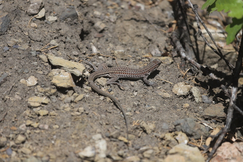 Chihuahuan Spotted Whiptail, Las Animas County, CO, USA, photo 8 of 10