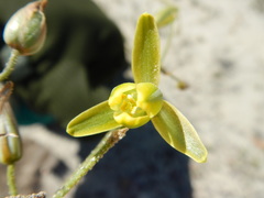 Albuca viscosa