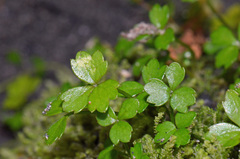 Azorella nitens