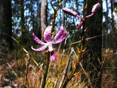 Dipodium ensifolium