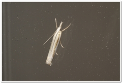 Crambus praefectellus