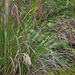 Gahnia setifolia - Photo (c) Pat Enright, algunos derechos reservados (CC BY-NC), subido por Pat Enright