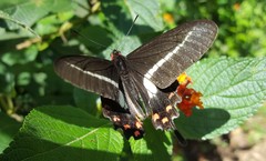 Parides proneus